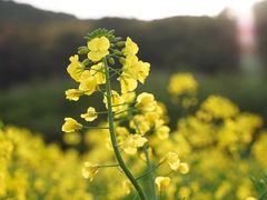 -苏州上方山国家森林公园