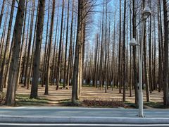 -日照海滨国家森林公园