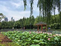 -月湖风景区