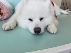 -怪兽屋·羊驼·猫咖·狗咖(俊华广场店)