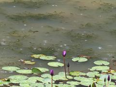 -云溪植物园