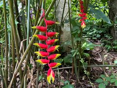 -西双版纳基诺山寨