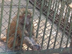 -合肥野生动物园
