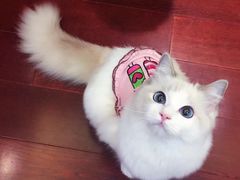 -Bastet sally猫舍购宠(静安店)