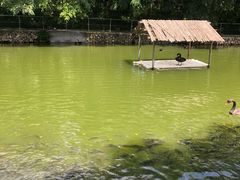 -广东茂名森林公园
