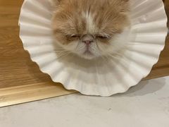 -滚猫咖啡·猫咖·猫友好撸猫(未来城店)