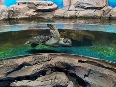 -沙沙哗啦海洋馆(华宇百花谷店)