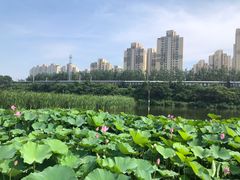 -前关湿地公园