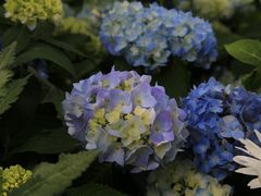 -上海滨江森林公园