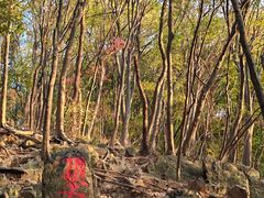 -紫金山山顶公园