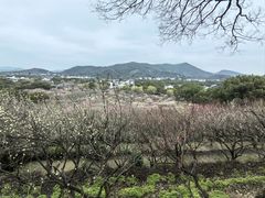 -香雪海