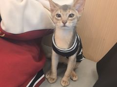 -瑞派·关忠动物医院·猫专科·犬专科(三环新城店)