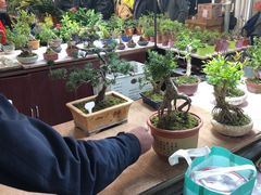 -万商花鸟市场