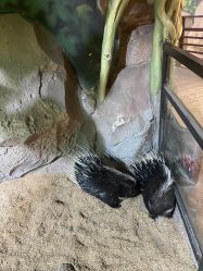 -酷嗒动物文化乐园(cutezoo西溪乐天城店)