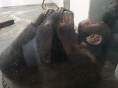 黑猩猩-西安秦岭野生动物园