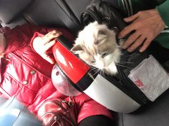 -艾贝尔宠物医院·24H转诊中心·肿瘤猫专科(江宁双龙店)
