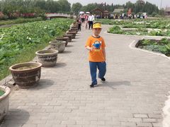 -白洋淀景区