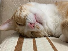 -荔康动物医院(康王北路店)