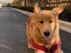 -宠福鑫康馨动物医院·骨科·眼科