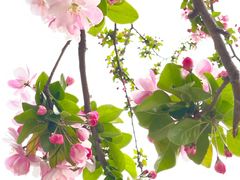 -海棠花溪(元大都城垣遗址公园)