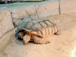 -Zoolung Zoolung动物主题公园(海信广场店)