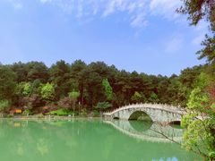 -铁山坪森林公园