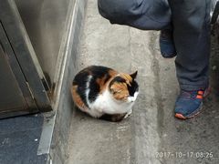 店门口的喵-清真李唯一优质肉丸糊辣汤