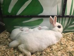 -藦茜花园宠物主题亲子互动体验馆(国顺东路店)