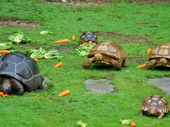 -广东惠东海龟国家级自然保护区