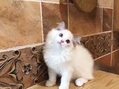 -Bastet sally猫舍购宠(静安店)