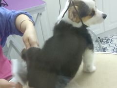 -可蒙动物医院·猫科·骨科中心(首义路店)