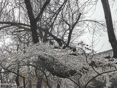 -桃花堤公园