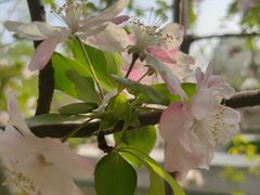 -海棠花溪(元大都城垣遗址公园)