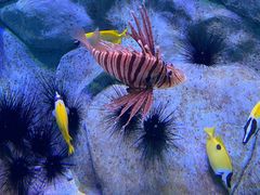 -新加坡海洋生态馆