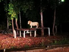 -清迈夜间动物园