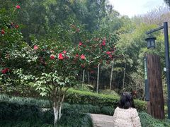 -杭州半山国家森林公园