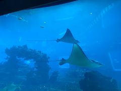 -海棠湾洲际-涛·海底餐厅·美人鱼·自助餐·海底隧道
