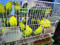 -双季花艺园艺市场(浦东店)