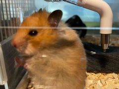 -钓仓鼠(洋桥北里小区店)