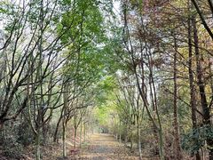 -上海海湾国家森林公园