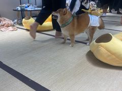 -逗柴咖啡屋·狗咖猫咖宠物桌游