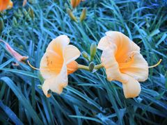 -党河风情线国家水利风景区