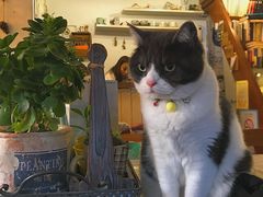 -海边的猫和咖啡馆