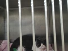 -瑞派康怡24h宠物医院·犬猫医疗中心·微创绝育(瑞景分院)