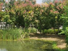 -溱湖国家湿地公园