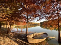 -合肥滨湖国家森林公园