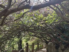 -木兰云雾山