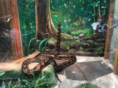 -上海大自然野生昆虫馆(东方明珠·爬宠昆虫探索中心)
