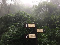 -天目山大树王景区
