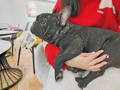 -Let's go狗咖·猫咖·奶狗·桌游(春熙路IFS店)
